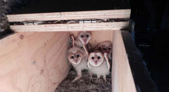 4 chicks in a box