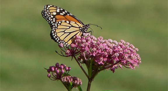 Swamp-milkweed-monarch