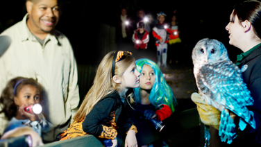 Girls in costume observing zoo employee holding an owl while girl in the background holds a flashlight.