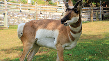 pronghorn fawn