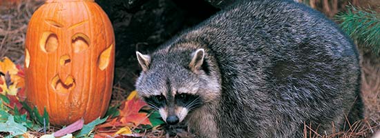 Marten face