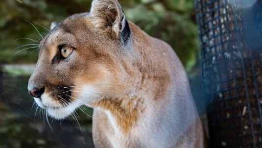 Mountain lion at ZooAmerica