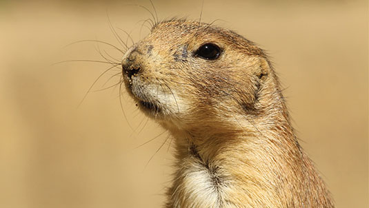 prairie dog encounter at ZooAmerica