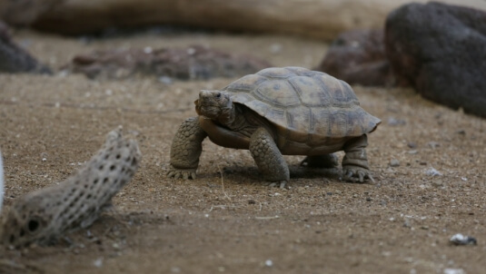 Tortoise at ZooAmerica