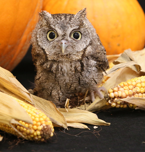 Owl with pumpkins at ZooAmerica