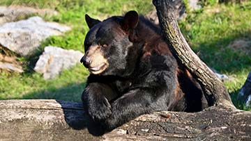 black bear leaning on a log