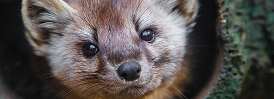 Marten face