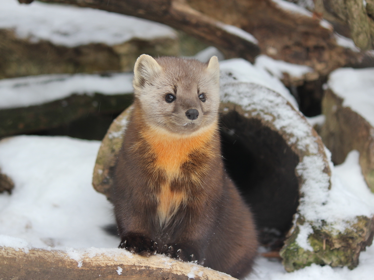 American marten in winter