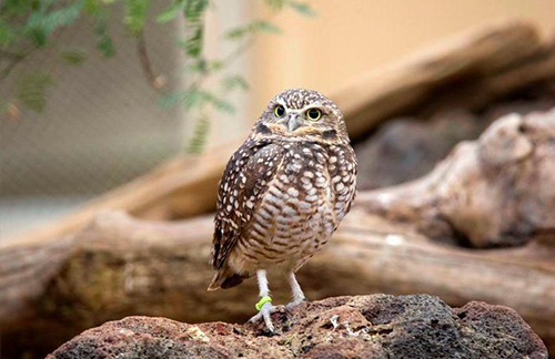 Burrowing Owl