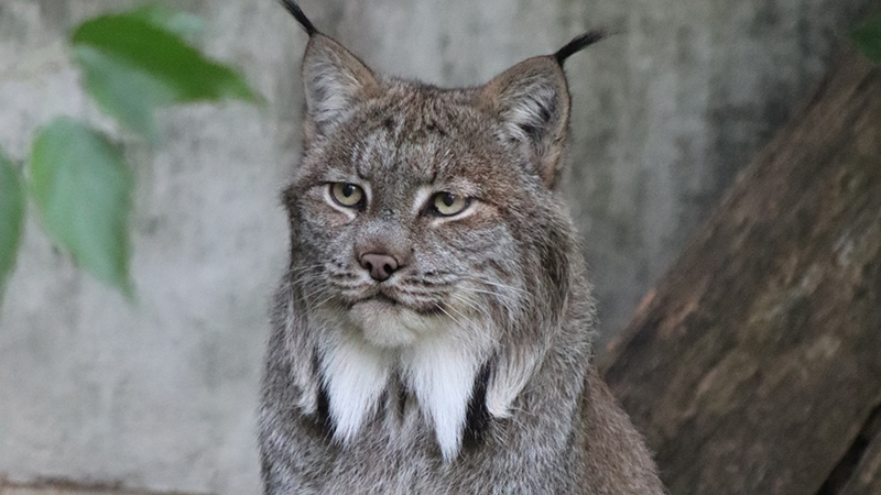 Lynx at ZooAmerica