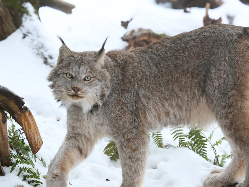 Lynx in the snow