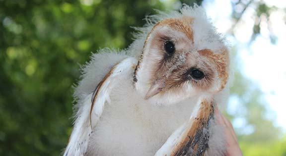 barn owl