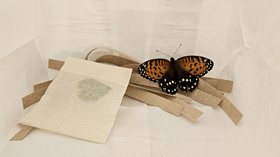 Female enclosure