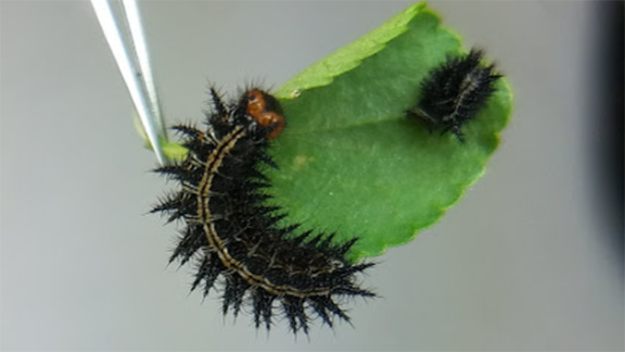 Molted caterpillar