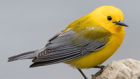 Prothonotary Warbler