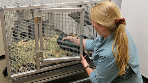 Woodrat release