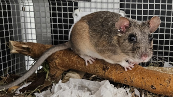 Violet the woodrat