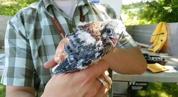 American Kestrel