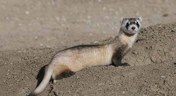 black footed ferret