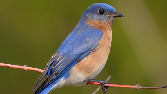 Eastern Bluebird