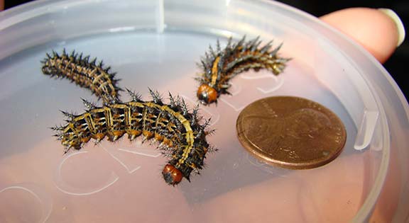 Caterpillars next to a penny