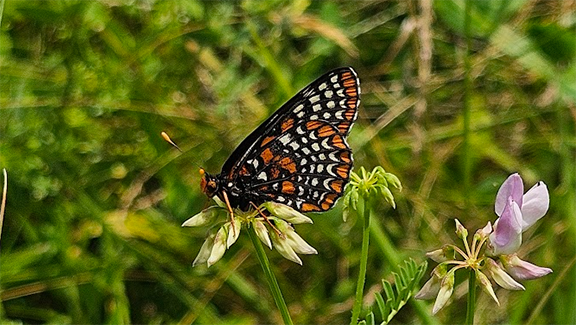 Baltimore Checkerspot