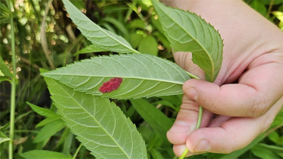 Checkerspot eggs on turtlehead