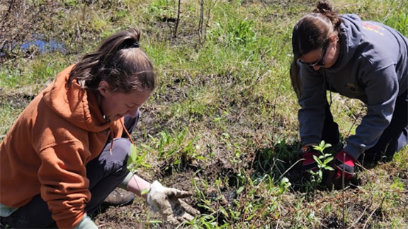 Planting white turtlehead