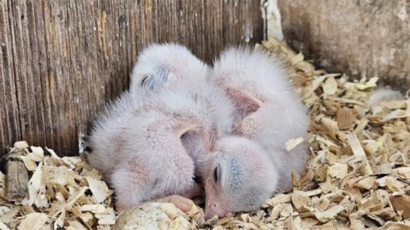 Two-day-old kestrel chicks