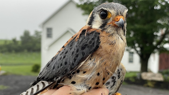Adult kestrel