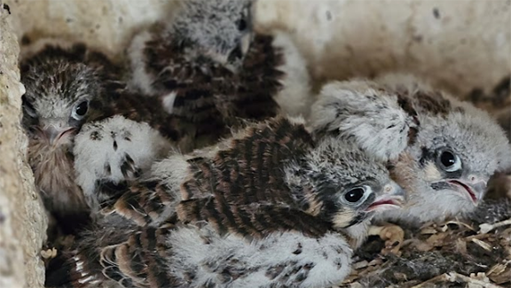 Older kestrel chicks
