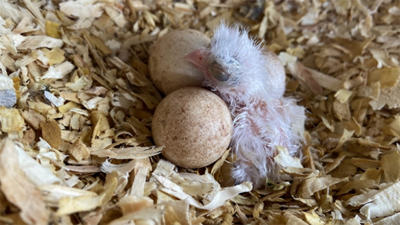 New hatch kestrel