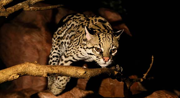 ocelot