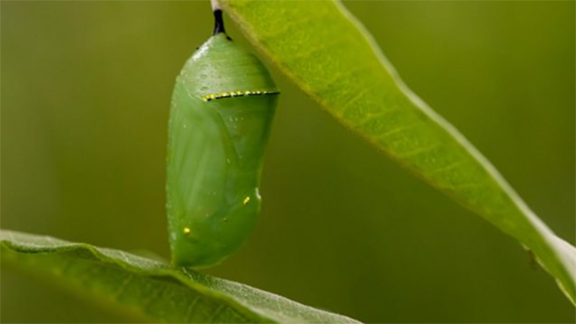 Monarch chrysalis