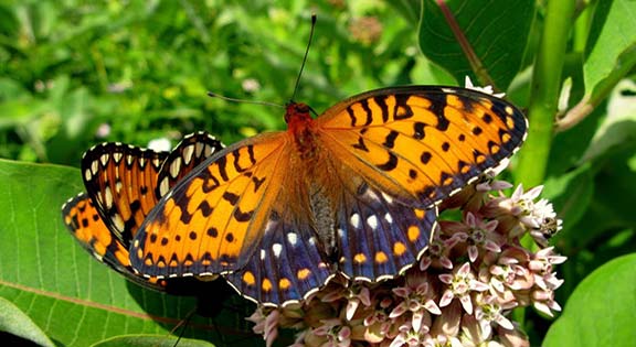 Regal Butterfly