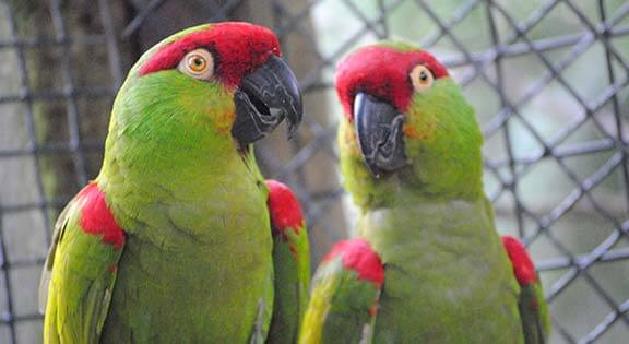 parrots