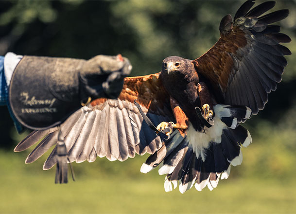 Trainer with Falcon