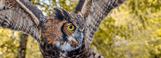 Owl at ZooAmerica