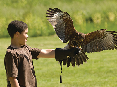 Falconry