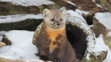 Group of kids looking at wildlife at ZooAmerica