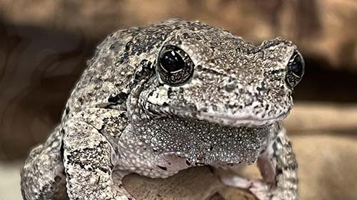 Gray tree frog