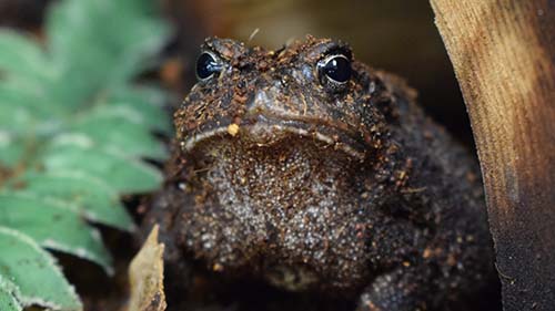 Southern Toad
