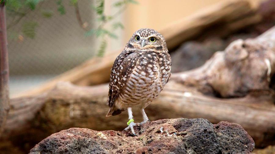 Burrowing Owl at ZooAmerica
