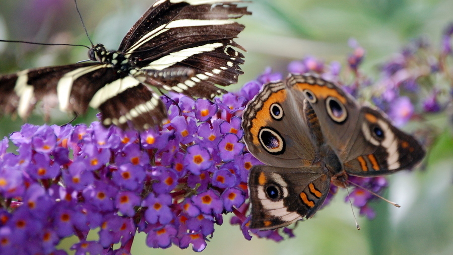 Monarch Butterfly at ZooAmerica