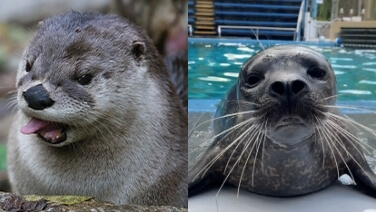 River Otter at ZooAmerica
