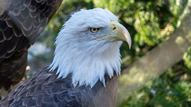 bald eagle