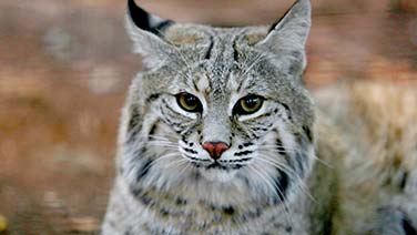 Canada Lynx