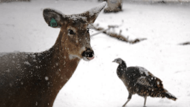 Doe and turkey in winter snow