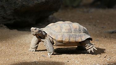 Turtle.
