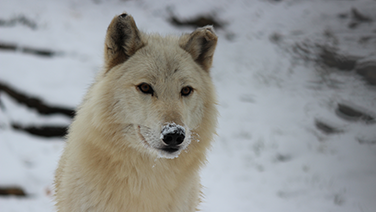 A picture of a white wolf